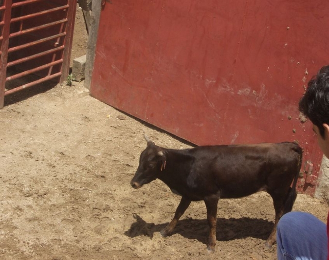  Osservare l'animale 